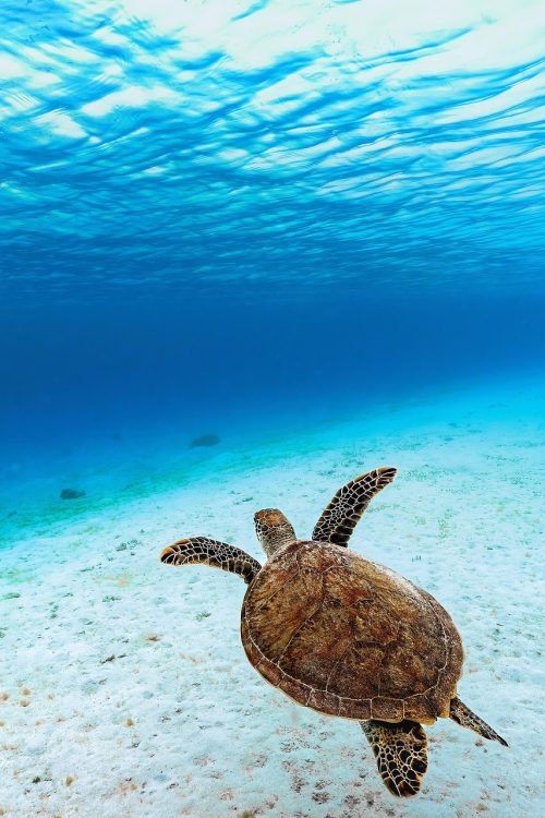 A turtle swims in the blue ocean.