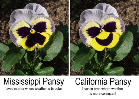 Mississippi pansies vs. California pansies.