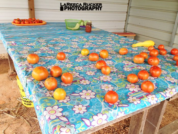 Homegrown vegetables displayed under a shed.