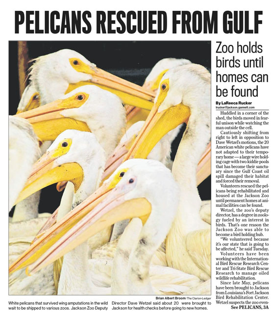 A story about pelicans that were rescued from a Gulf oil spill.